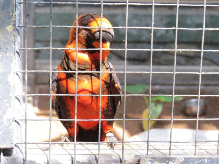 Dusky Lory at EsselWorld Bird Park, Mumbai