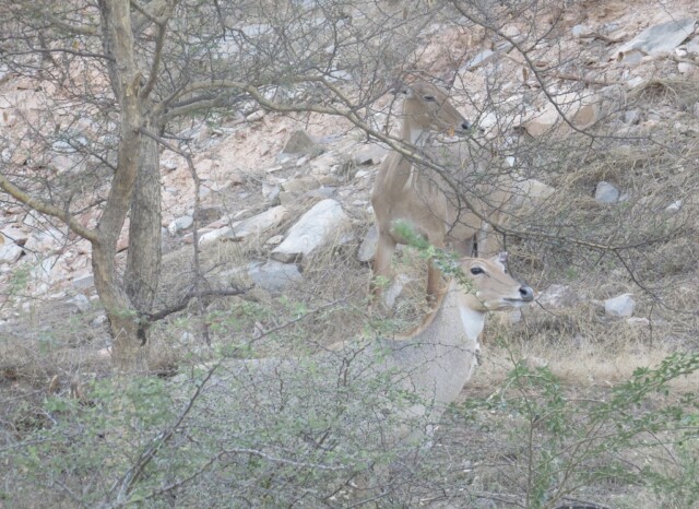 Female Nilgai at Jhalana Leopard Reserve, Jaipur (Rajasthan, India)