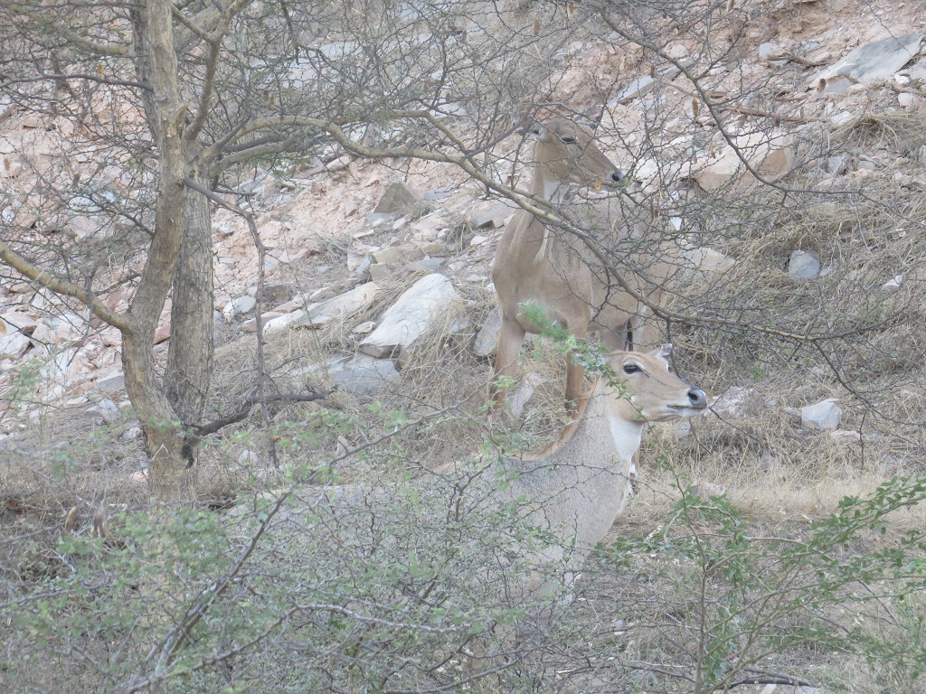 Female Nilgai at Jhalana Leopard Reserve, Jaipur (Rajasthan, India)