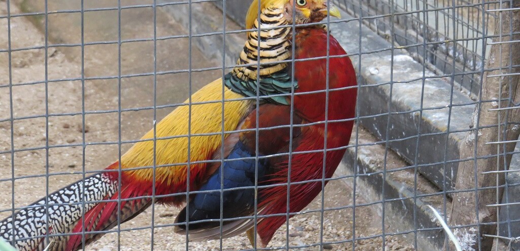 Golden Pheasant at EsselWorld Bird Park, Mumbai Suburban, Maharashtra, India