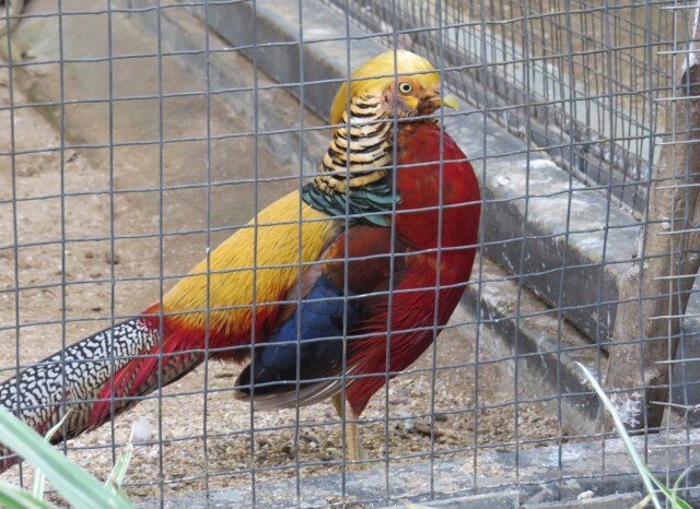 Golden Pheasant at EsselWorld Bird Park, Mumbai Suburban, Maharashtra, India