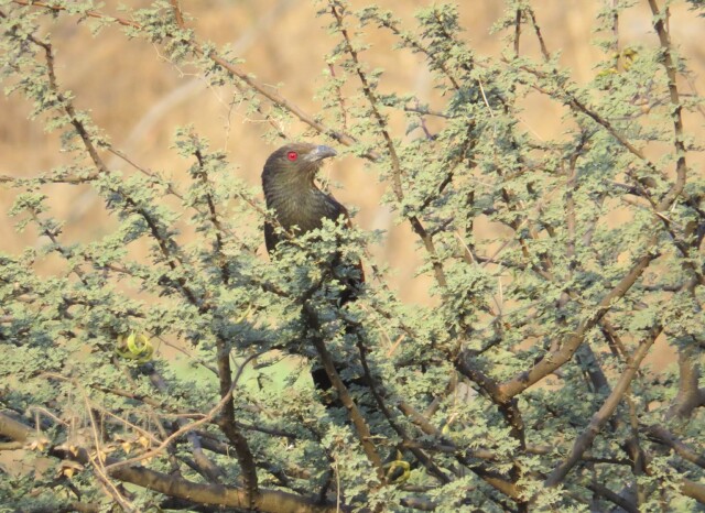 Greater coucal at Jhalana Leopard Reserve, Jaipur (Rajasthan, India)