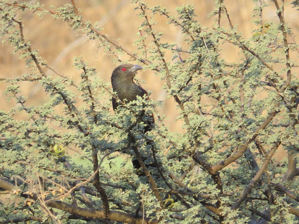 Greater coucal at Jhalana Leopard Reserve, Jaipur (Rajasthan, India)