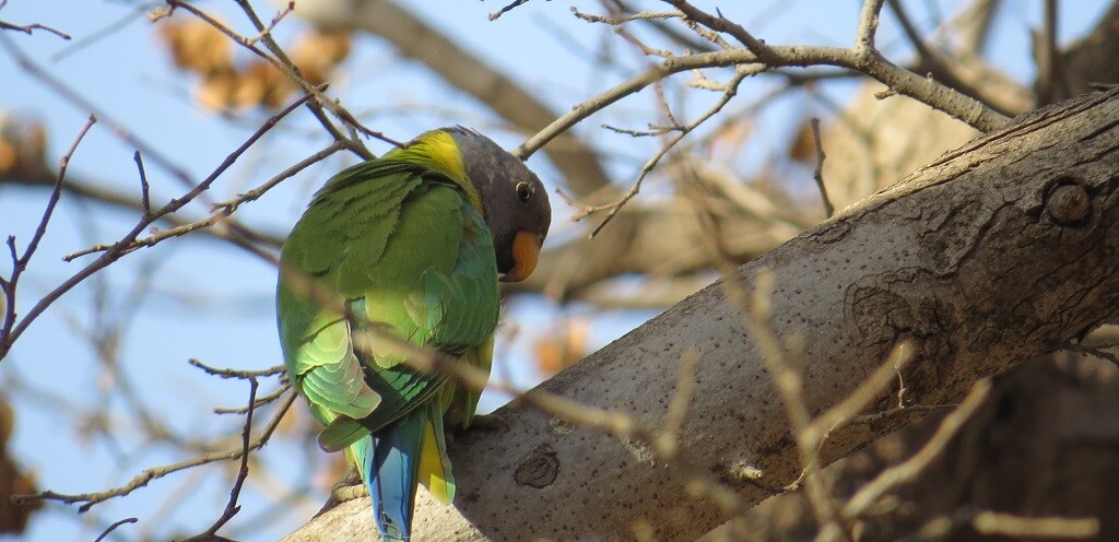 Grey-headed parakeet at Jhalana Leopard Reserve, Jaipur (Rajasthan, India)