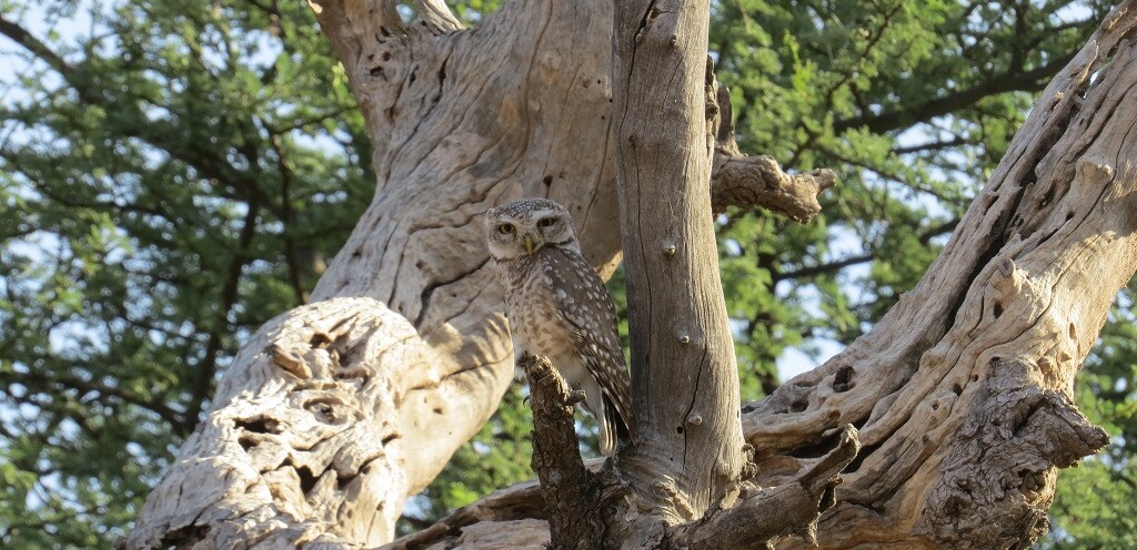 Indian eagle-owl at Jhalana Leopard Reserve, Jaipur (Rajasthan, India)