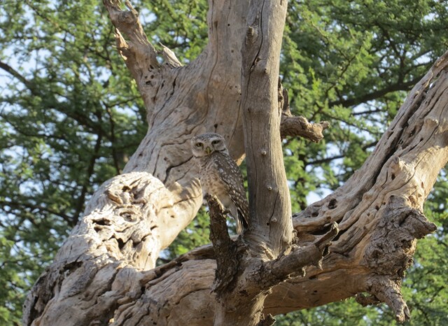 Indian eagle-owl at Jhalana Leopard Reserve, Jaipur (Rajasthan, India)