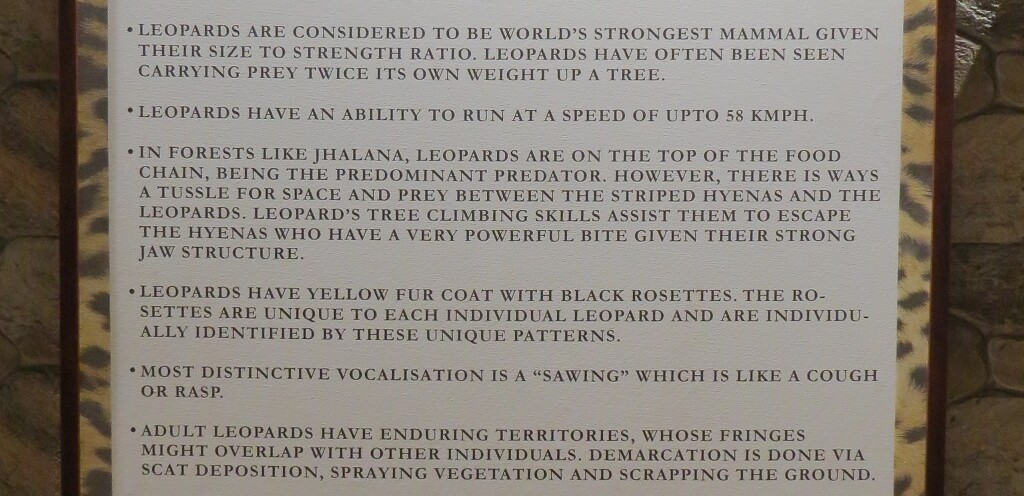 Interesting Leopard Facts
