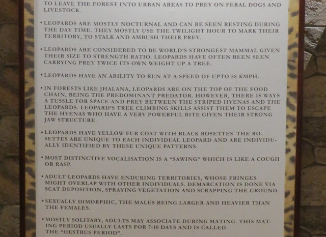 Interesting Leopard Facts