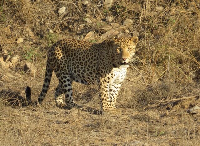 Leopard at Jhalana Leopard Reserve, Jaipur (Rajasthan, India)