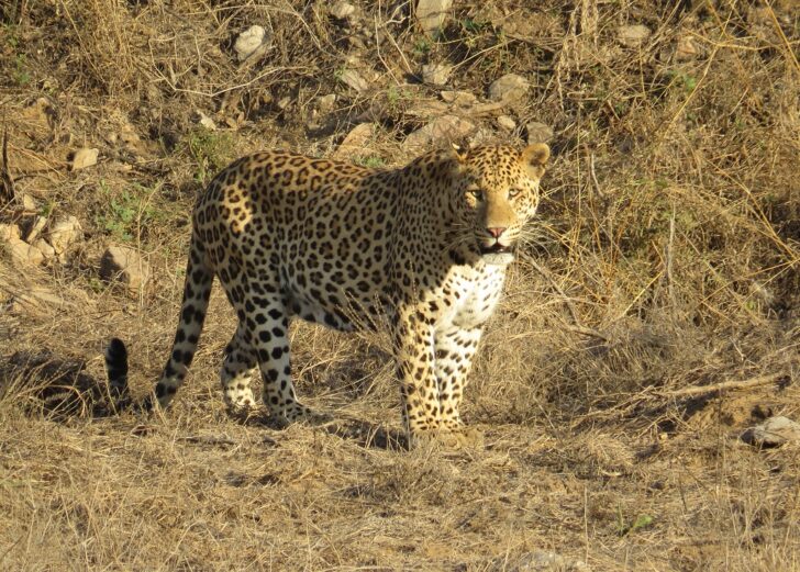 Leopard at Jhalana Leopard Reserve, Jaipur (Rajasthan, India)