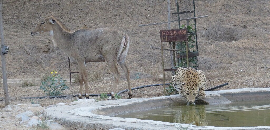 Leopard Drinking Water at Jhalana Leopard Reserve, Jaipur (Rajasthan, India)