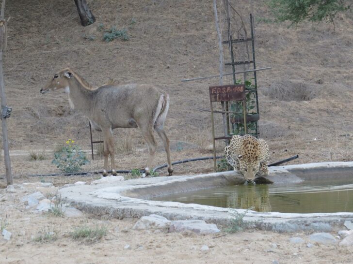 Leopard Drinking Water at Jhalana Leopard Reserve, Jaipur (Rajasthan, India)