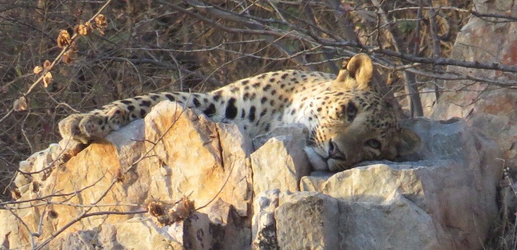Leopard Resting on Rocks at Jhalana Leopard Reserve, Jaipur (Rajasthan, India)