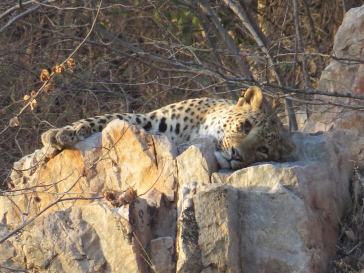 Leopard Resting on Rocks at Jhalana Leopard Reserve, Jaipur (Rajasthan, India)