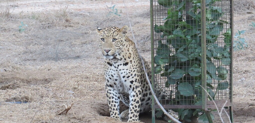 Leopard Watching at Jhalana Leopard Reserve, Jaipur (Rajasthan, India)