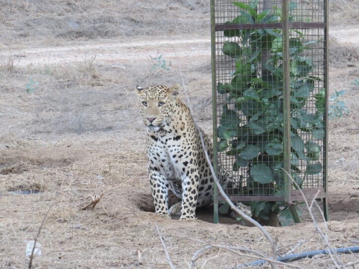 Leopard Watching at Jhalana Leopard Reserve, Jaipur (Rajasthan, India)