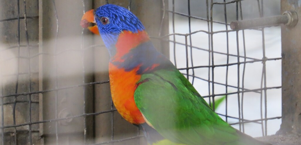 Rainbow Lorikeet at EsselWorld Bird Park, Mumbai Suburban, Maharashtra, India