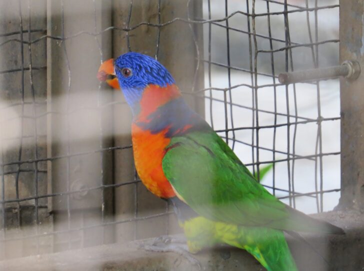Rainbow Lorikeet at EsselWorld Bird Park, Mumbai