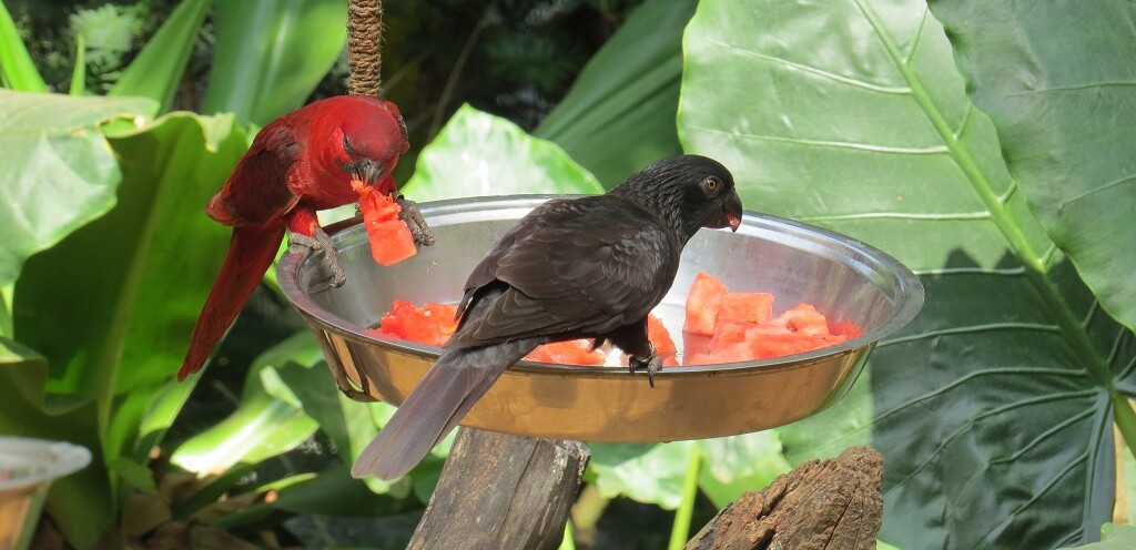 Red/Black Lory at EsselWorld Bird Park, Mumbai Suburban, Maharashtra, India