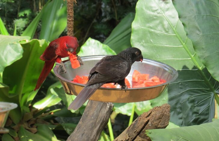 Red/Black Lory at EsselWorld Bird Park, Mumbai Suburban, Maharashtra, India