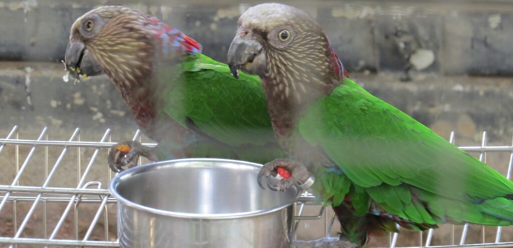 Red Fan Parrot or Hawk-headed Parrot at EsselWorld Bird Park, Mumbai Suburban, Maharashtra, India
