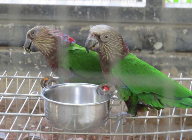 Red Fan Parrot or Hawk-headed Parrot at EsselWorld Bird Park, Mumbai Suburban, Maharashtra, India