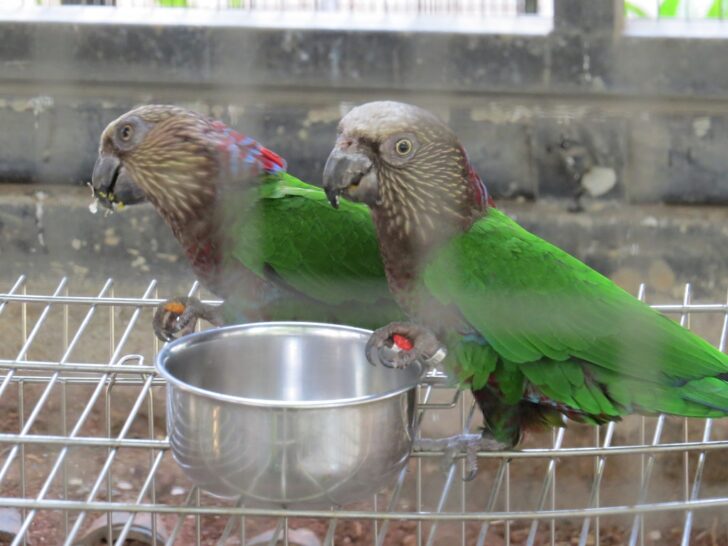 Red Fan Parrot or Hawk-headed Parrot at EsselWorld Bird Park, Mumbai