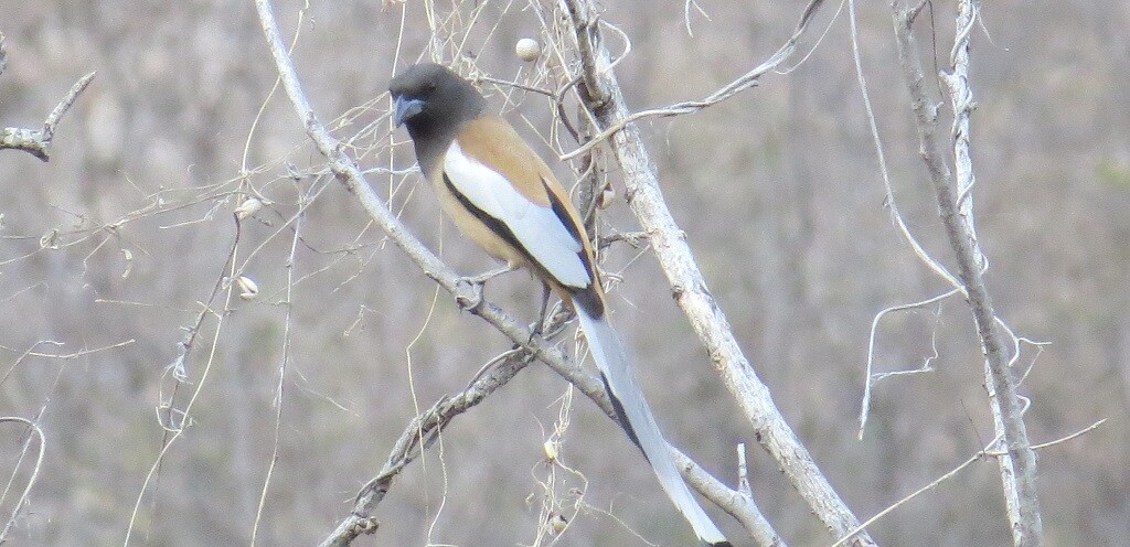 Rufous treepie at Jhalana Leopard Reserve, Jaipur (Rajasthan, India)