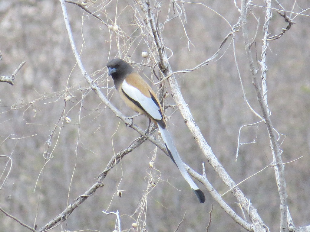 Rufous treepie at Jhalana Leopard Reserve, Jaipur (Rajasthan, India)