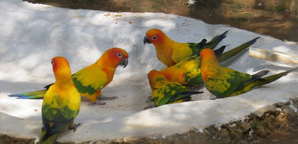 Sun Conure at EsselWorld Bird Park, Mumbai Suburban, Maharashtra, India