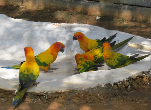 Sun Conure at EsselWorld Bird Park, Mumbai Suburban, Maharashtra, India