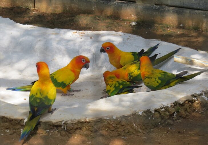 Sun Conure at EsselWorld Bird Park, Mumbai