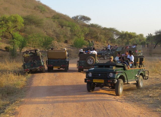 Tourists in Open Jeep Safari at Jhalana Leopard Reserve in Jaipur (Rajasthan, India)