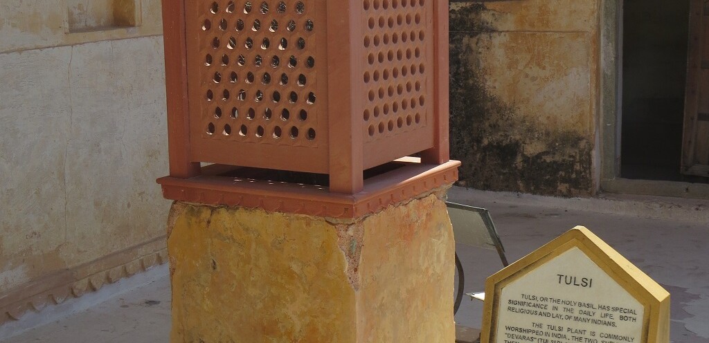 Tulsi Plant at Amber Palace in Jaipur (Rajasthan, India)