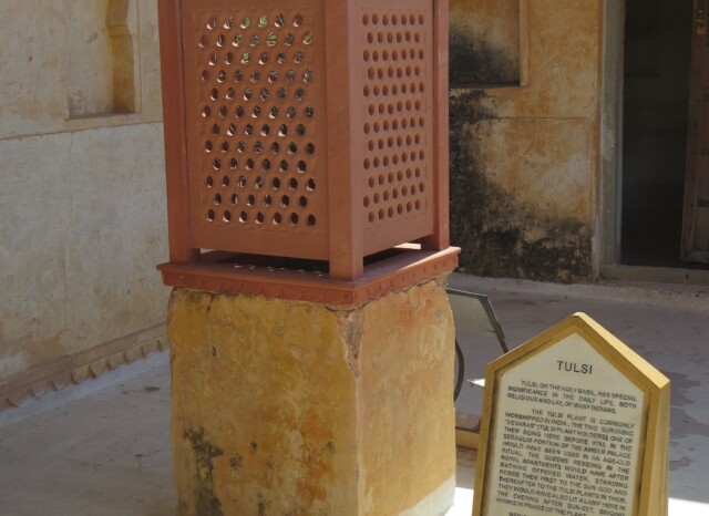 Tulsi Plant at Amber Palace in Jaipur (Rajasthan, India)
