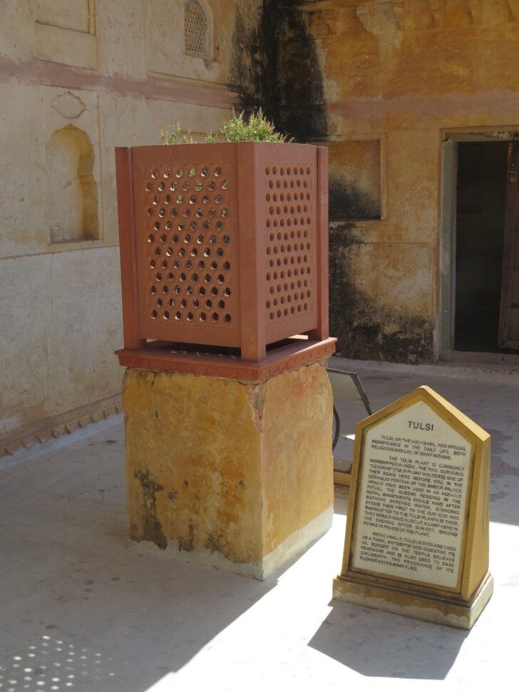 Tulsi Plant at Amber Palace in Jaipur (Rajasthan, India)