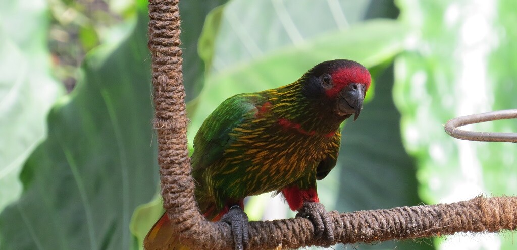 Yellow-streaked Laurakeet at EsselWorld Bird Park, Mumbai Suburban, Maharashtra, India