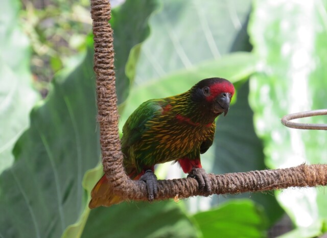 Yellow-streaked Laurakeet at EsselWorld Bird Park, Mumbai Suburban, Maharashtra, India
