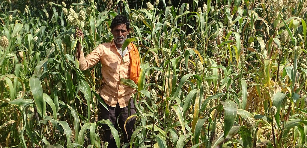 Deva inside Jowar Fields at Ambajogai, Maharashtra, India