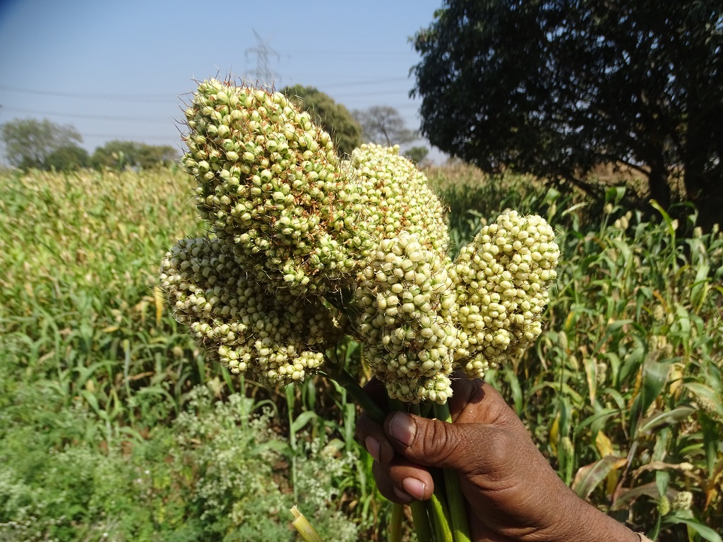 Hurda – The Tender and Sweet Seeds of Jowar