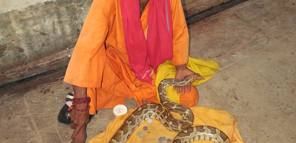 Man with a Python Snake