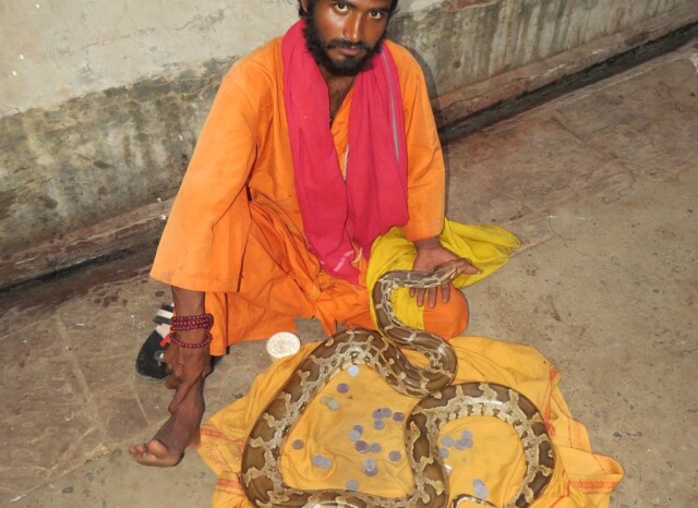 Man with a Python Snake
