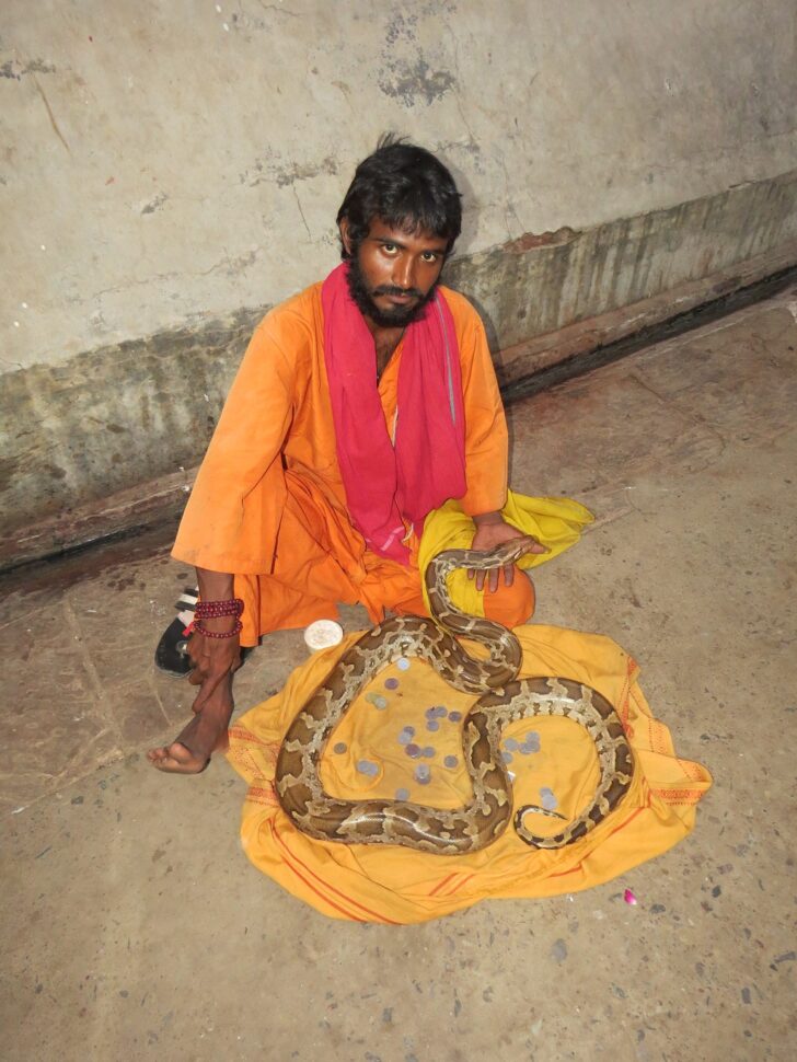 Man with a Python Snake