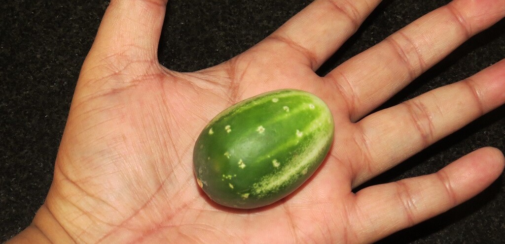 Sherni (in Marathi language) Vegetable