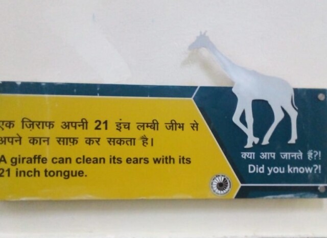 About - Giraffe (Nehru Science Center, Mumbai, India)