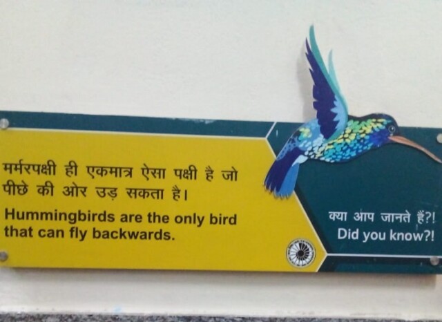 About - Hummingbirds (Nehru Science Centre, Mumbai, India)