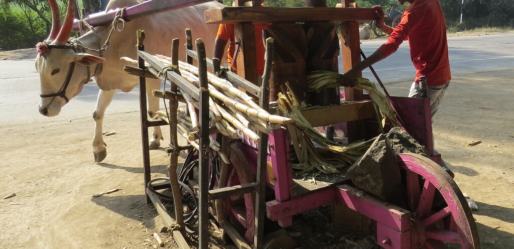 A Bull Extracting Sugarcane Juice at Rahuri (Ahmednagar, Maharashtra, India)
