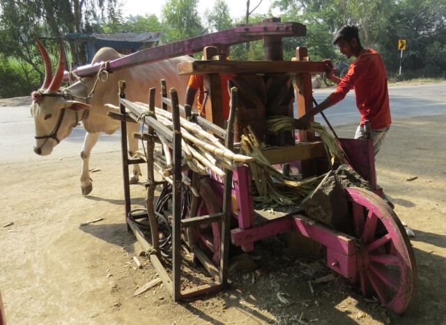 A Bull Extracting Sugarcane Juice at Rahuri (Ahmednagar, Maharashtra, India)