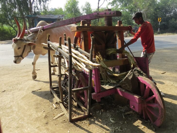A Bull Extracting Sugarcane Juice at Rahuri (Ahmednagar, Maharashtra, India)
