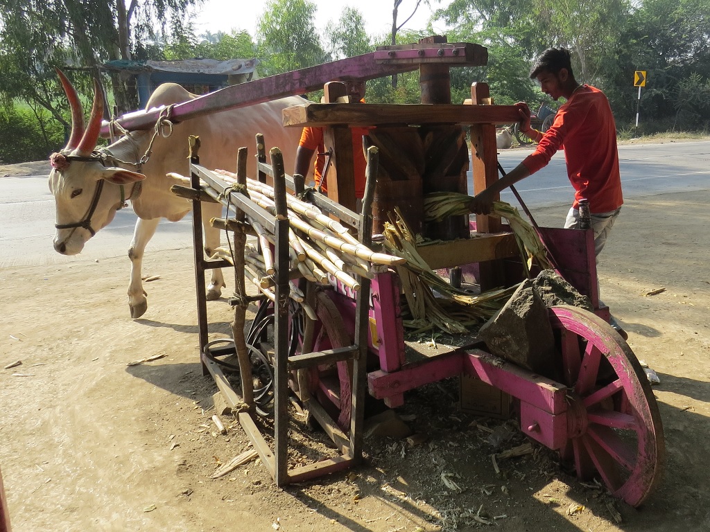 A Bull Extracting Sugarcane Juice